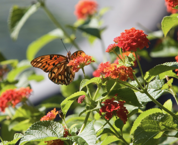 Lantana